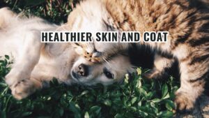 Healthier skin and coat