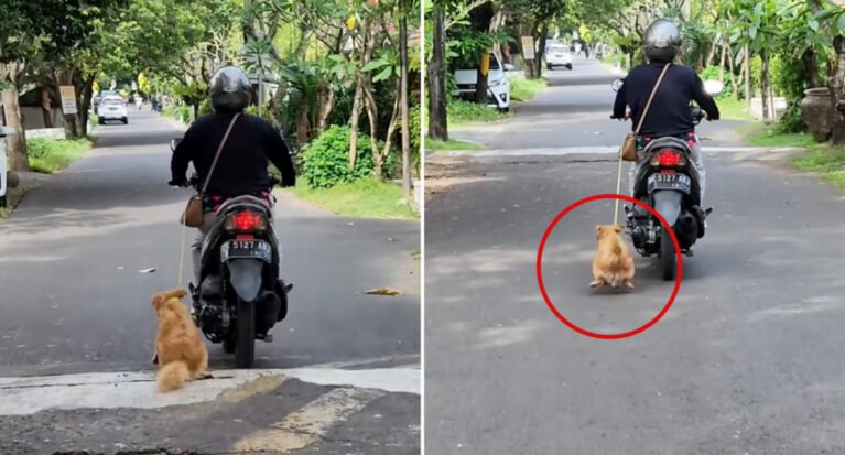 Barky Supplies Expert Tips Horrific Footage Shows Woman Dragging Dog Behind Scooter in Bali 514385d0 f3a0 11ed bf1f c9e47f3f43d5 Barky Supplies Expert Tips