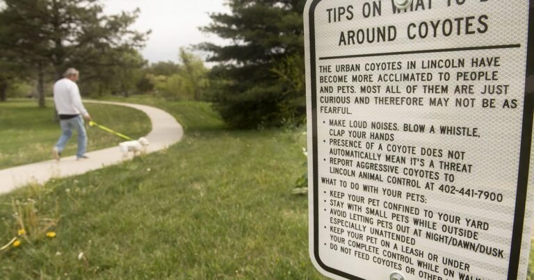 Barky Supplies Expert Tips Coyote kills small dog; Lincoln Animal Control offers tips for increased coyote activity 645ea6c616646.preview Barky Supplies Expert Tips