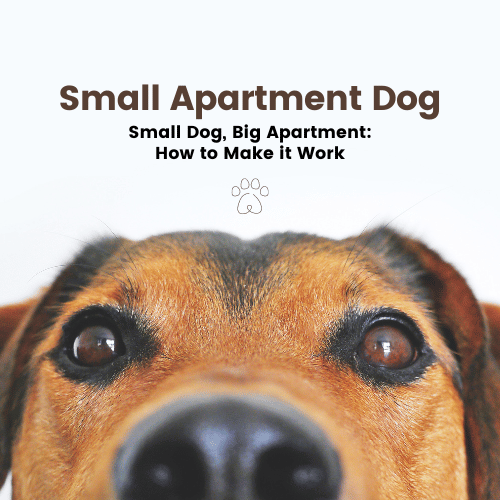 Small Dog, Big Apartment: How to Make it Work