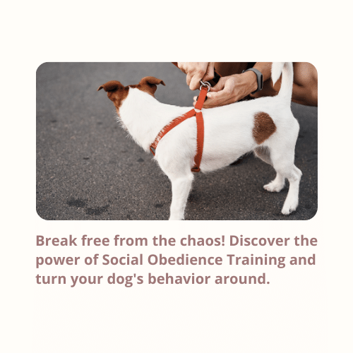 Break free from the chaos! Discover the power of Social Obedience Training and turn your dog's behavior around.