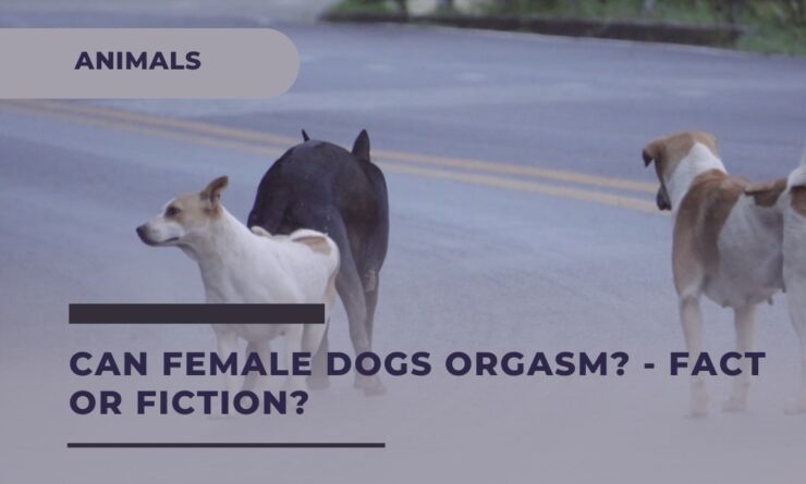 Can Female Dogs Orgasm? Exploring the Fact and Fiction