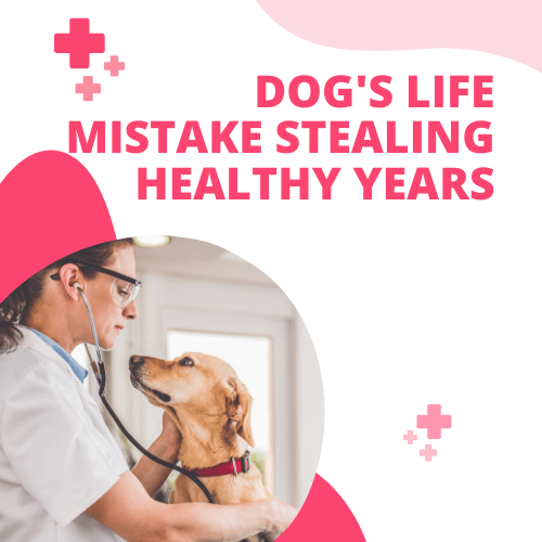 Dog's Life Mistake Stealing Healthy Years