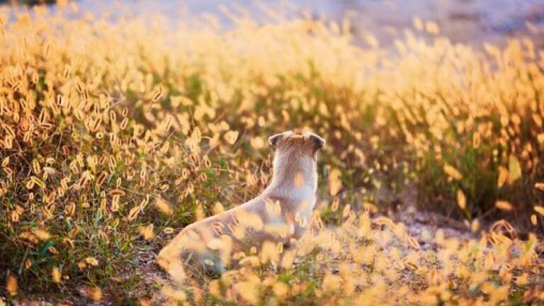 Barky Supplies Expert Tips Why Foxtail Grass Poses a Threat to Your Dog - NBC 7 San Diego GettyImages 615491670 e1684345383826 Barky Supplies Expert Tips