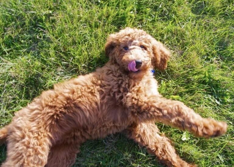 Barky Supplies Expert Tips Summer Dog Safety presentation set for Rockport library Madonna Mooney s Dog Barky Supplies Expert Tips