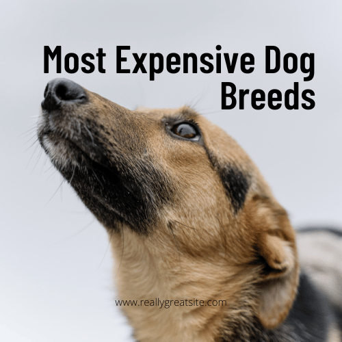 Most Expensive Dog Breeds:
