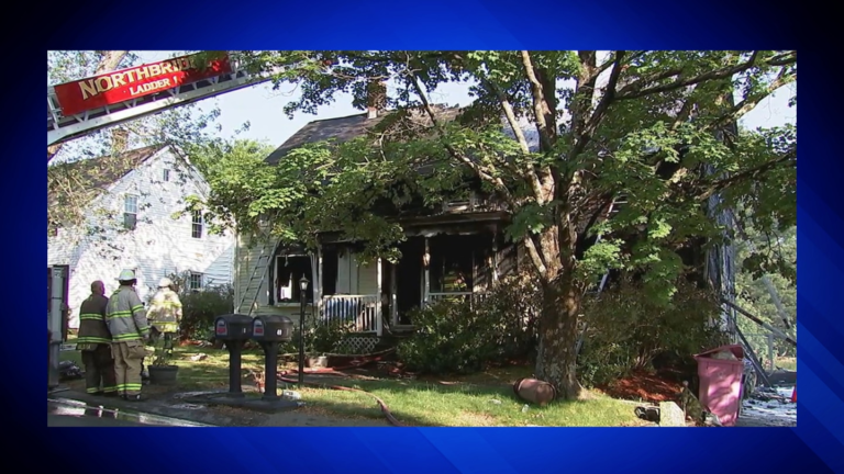 Barky Supplies Expert Tips Dingo Populations: Less Dog Ancestry Than Previously Thought PSCHVYTVCREXRLZJBZ5WWAGAHE Barky Supplies Expert Tips