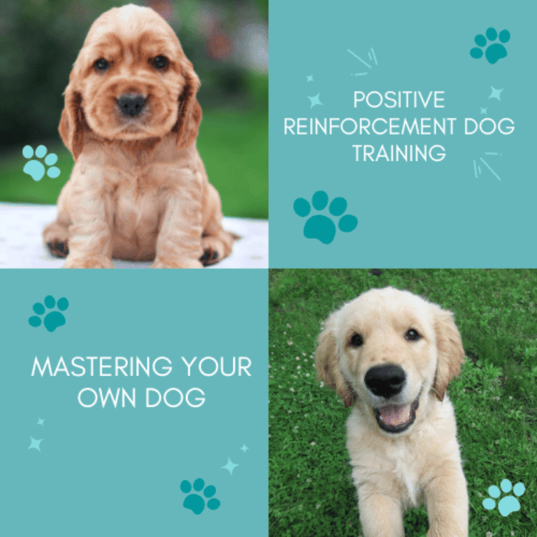 Barky Supplies Expert Tips Positive Reinforcement Dog Training | Mastering Your Own Dog Mastering Your Own Dog