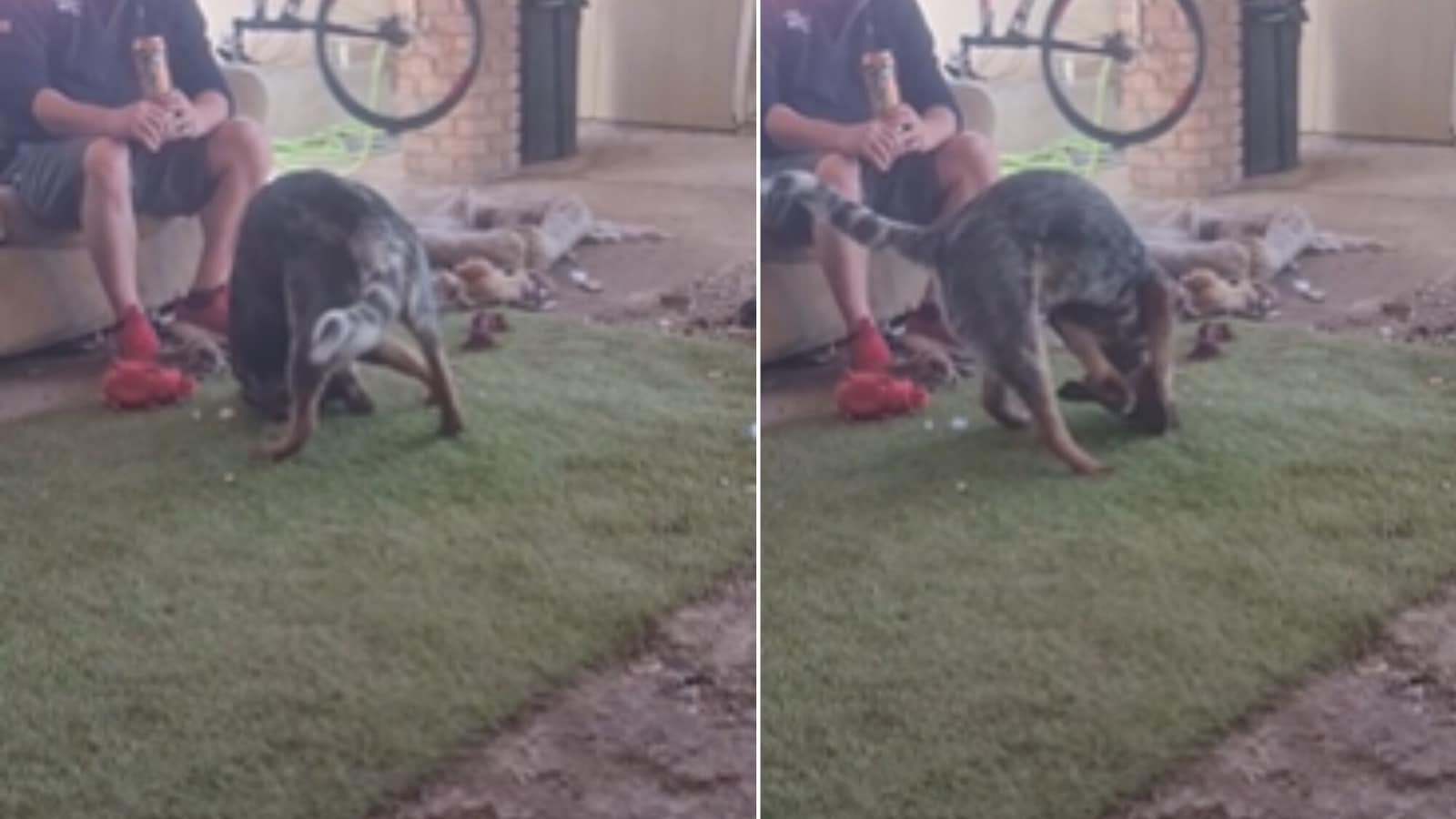 Fake Grass Leaves Dog Utterly Confused. Watch | Trending