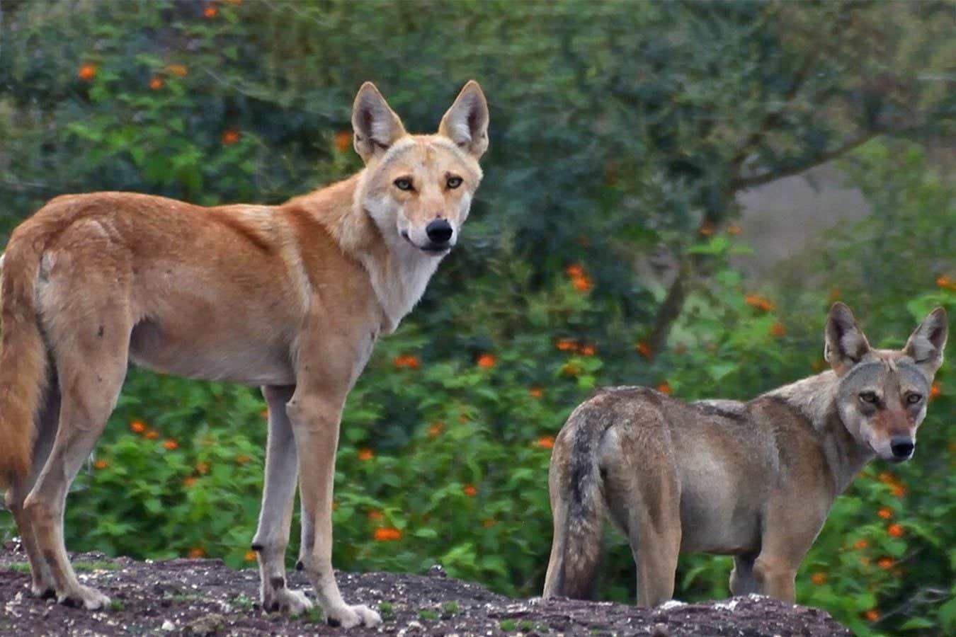First Confirmed Wolf-Dog Hybrid in India: A Fascinating Discovery