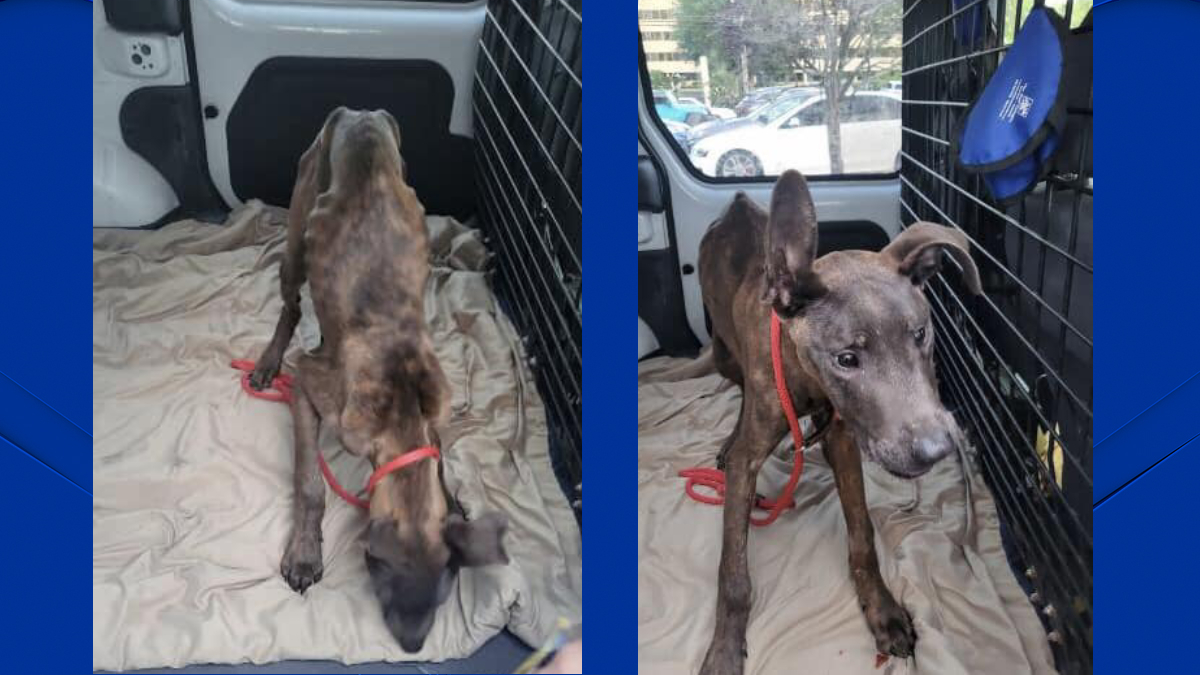 Heartbreaking: Emaciated Dog Found Abandoned at Derby State Park