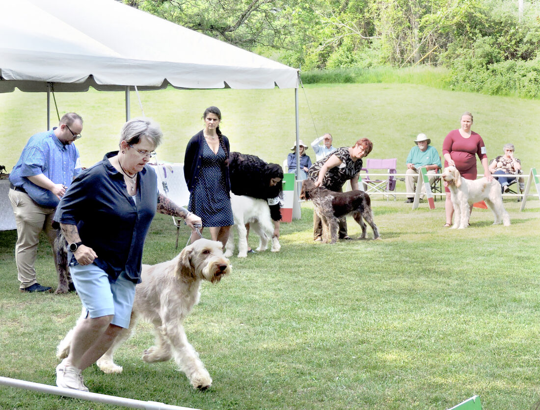 Weirton gets round of a-paws from national dog organization | News, Sports, Jobs