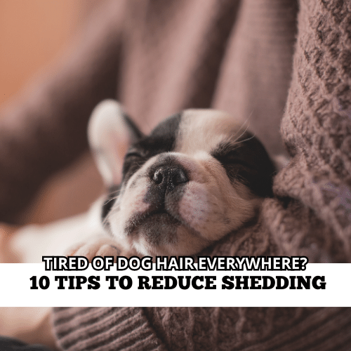10 Tips to Reduce Shedding