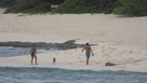 Too close to monk seal 1024x576 Barky Supplies Expert Tips