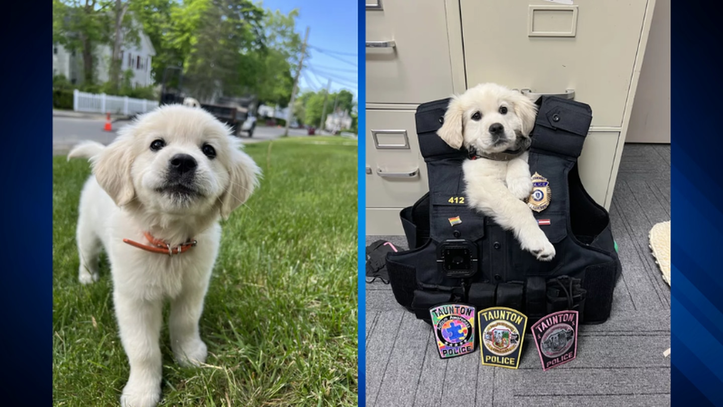 Taunton Police introduce Maggie, the department’s new comfort dog – Boston 25 News