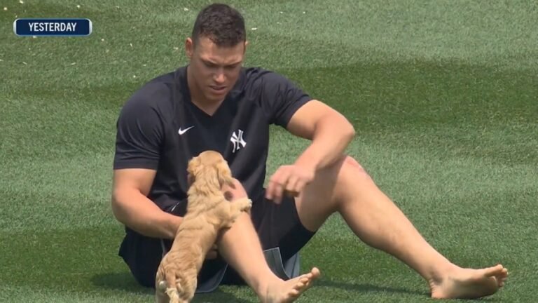 Barky Supplies Expert Tips Aaron Judge Playing with His Dog Gus at Yankee Stadium | Cutest Video aaron judge dog gus Barky Supplies Expert Tips