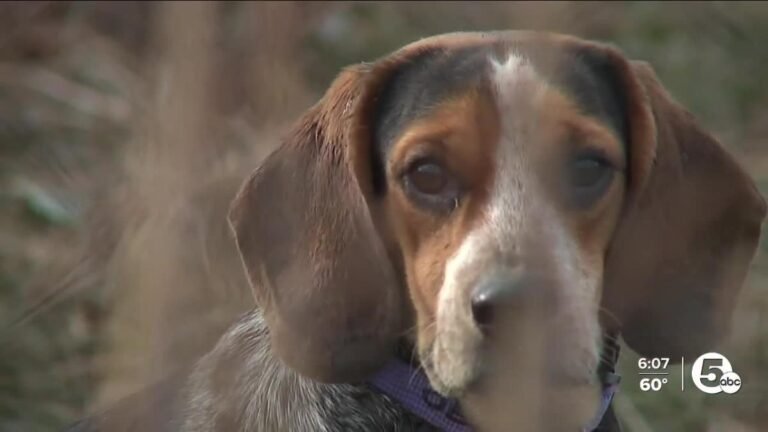 Barky Supplies Expert Tips Lakewood to Restructure Barking Dog Ordinance for Enhanced Community Harmony - Yahoo News b7d912d0ab76cda2a6e9d227c8d82bde Barky Supplies Expert Tips