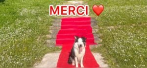 d421250e 3737 428c 93ef 19d9135c3b07 e1685106181676 Barky Supplies Expert Tips