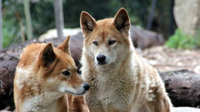 Surprising Discovery: Dingo Populations Have Less Dog Ancestry