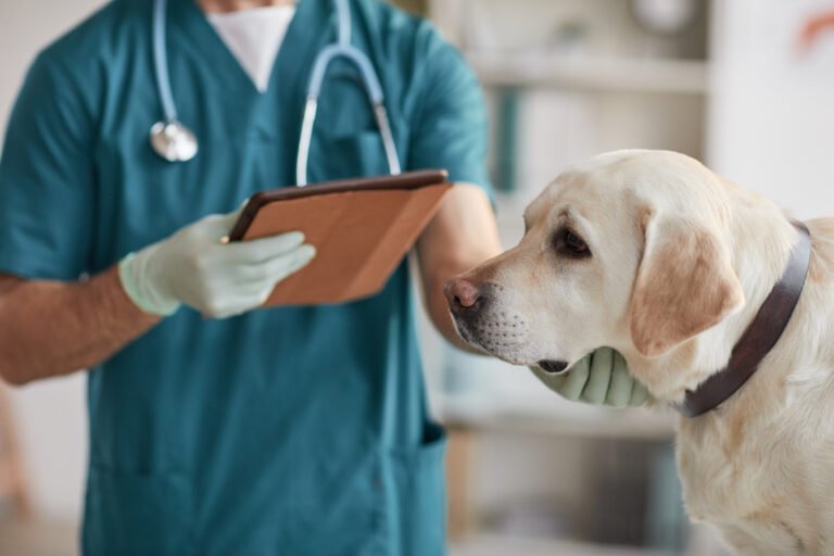 Barky Supplies Expert Tips Woman in Tears Over Dog's Diagnosis at Vet Office Sparks Debate dog being examined veterinarians office Barky Supplies Expert Tips