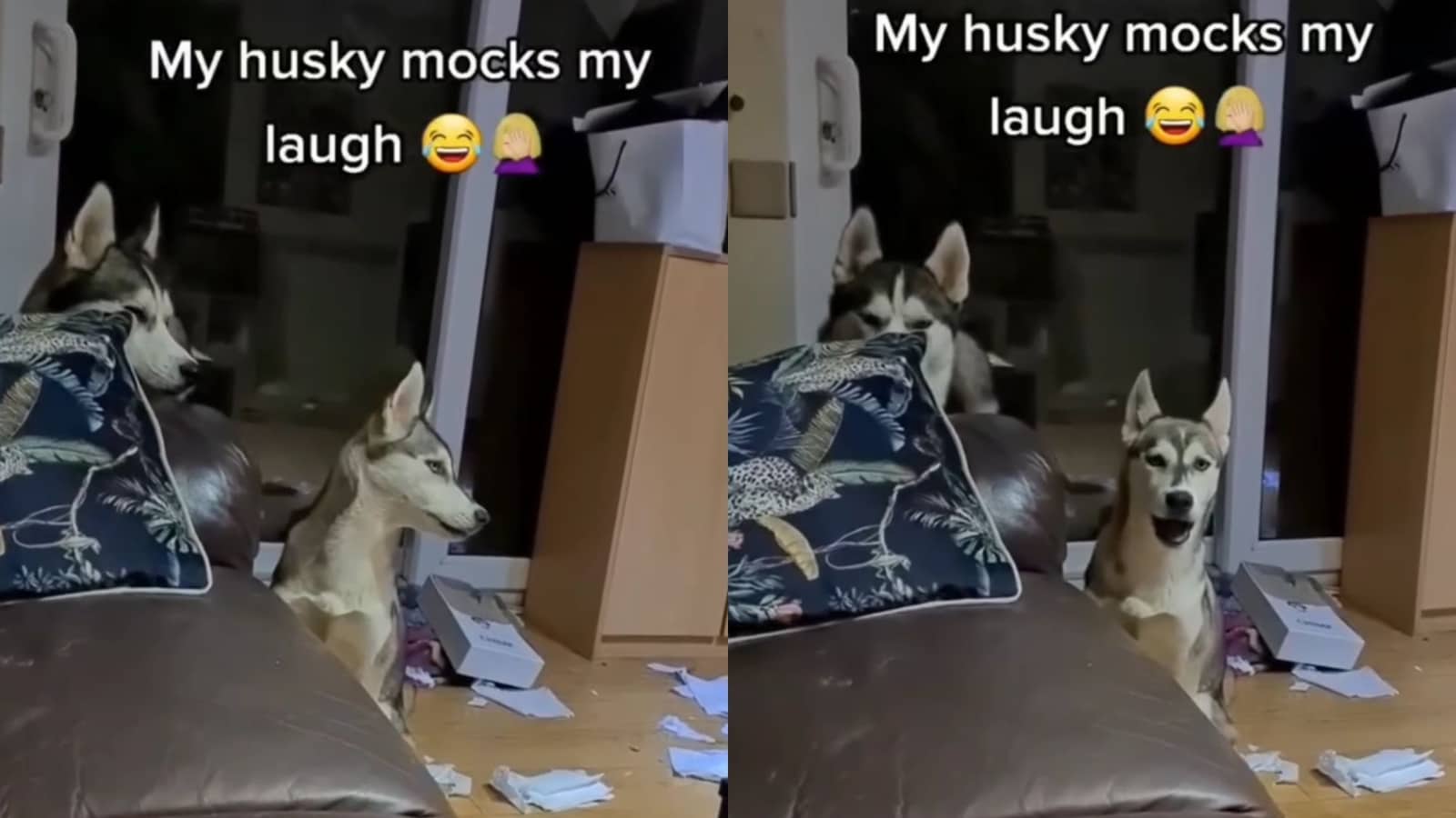 Dog Perfectly Imitates Pet Parent’s Laughter | Watch Trending Video