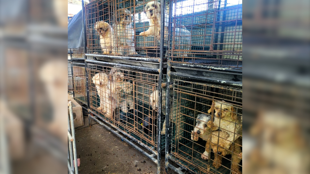 Dogs Rescued from Inhumane Conditions in Ohio – Find Hope and Safety