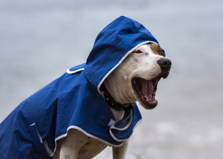 Barky Supplies Expert Tips Hilarious Pit Bull Demands Walk in Raincoat pit bull demands walk rain Barky Supplies Expert Tips