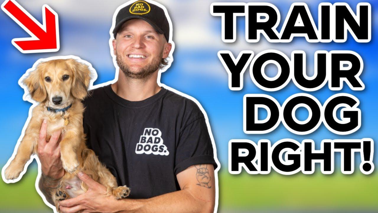 THIS is when you should START training your dog!