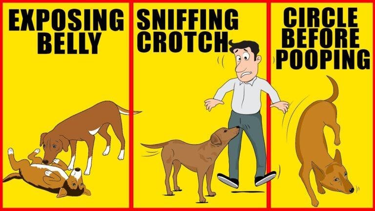Barky Supplies Expert Tips Decoding Odd Dog Behaviors: Understanding What They Really Mean 1690186119 maxresdefault Barky Supplies Expert Tips