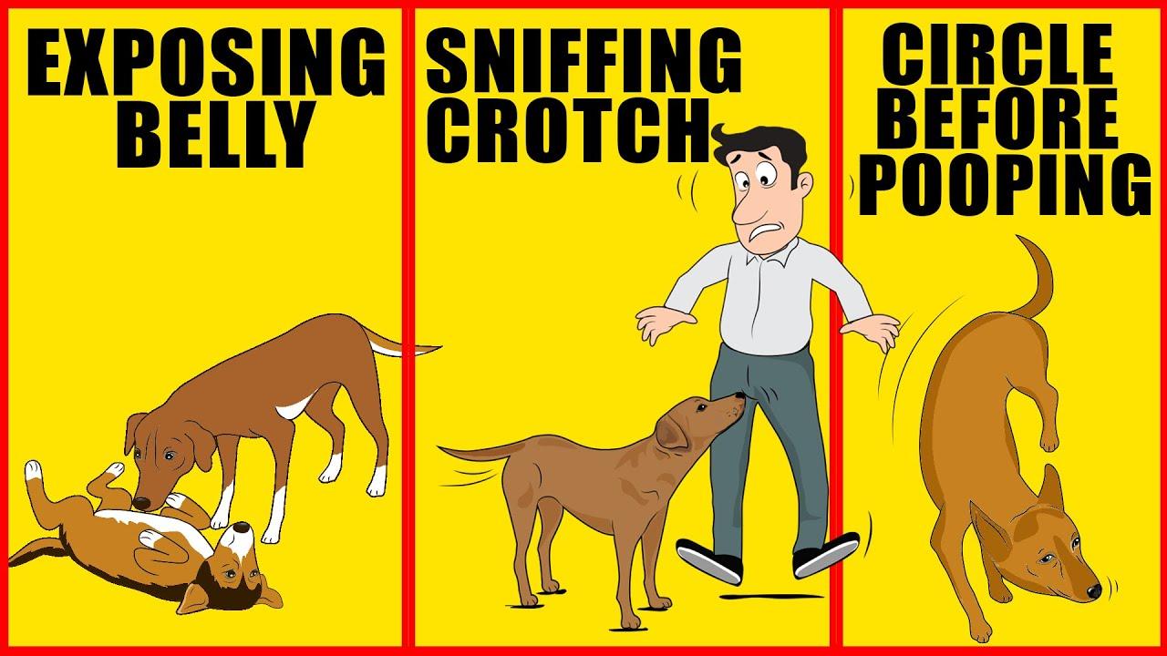 Decoding Odd Dog Behaviors: Understanding What They Really Mean