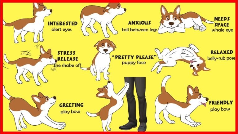 Barky Supplies Expert Tips Dogs' Body Language Explained 1690222451 maxresdefault Barky Supplies Expert Tips