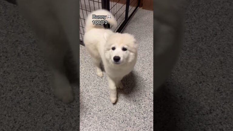 Barky Supplies Expert Tips Let’s see what dogs know how to SPEAK at dog daycare! #dogdaycare #funnydogs #dogshorts 1690341883 maxresdefault Barky Supplies Expert Tips