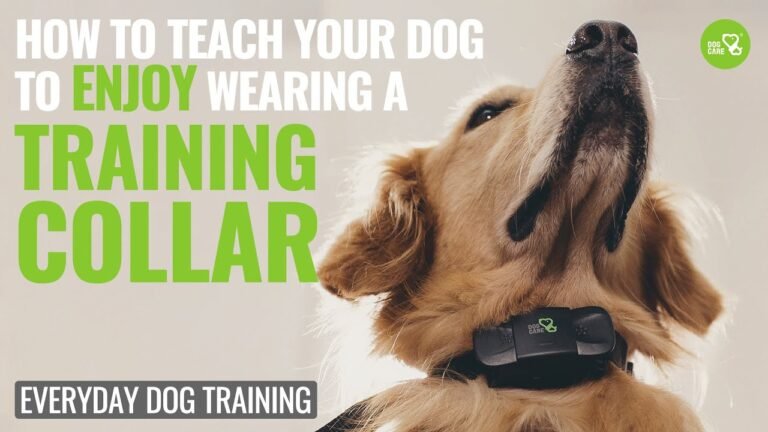 Barky Supplies Expert Tips Mastering Dog Training: Using the Training Collar Correctly 1690486139 maxresdefault Barky Supplies Expert Tips