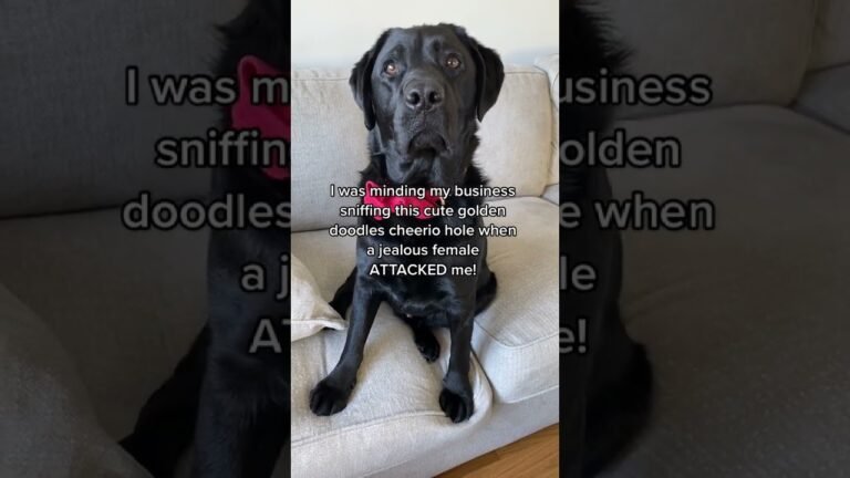 Barky Supplies Expert Tips King Clarence Assaulted at Doggy Daycare: Requesting Prayers 1690776401 maxresdefault Barky Supplies Expert Tips