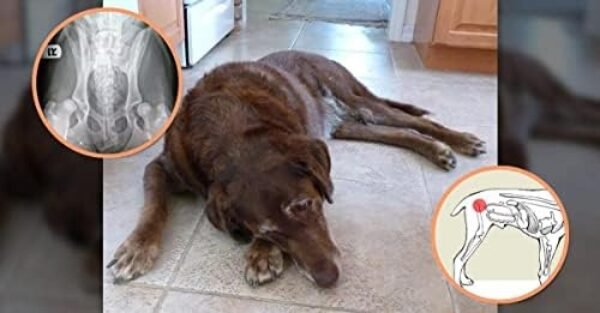 41BLN-SBaFL._AC_.jpg Extend Joint Care for Dogs - Support Your Dog's Mobility and Joint Health