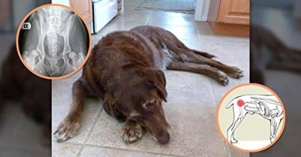 41FoZ6KCppL._AC_.jpg Extend Joint Care Natural Glucosamine with MSM for Dogs, 2 Box