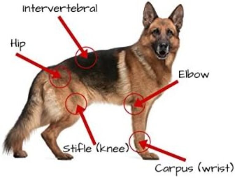 41VximFHKZL._AC_.jpg Extend Joint Care Natural Glucosamine with MSM for Dogs, 2 Box