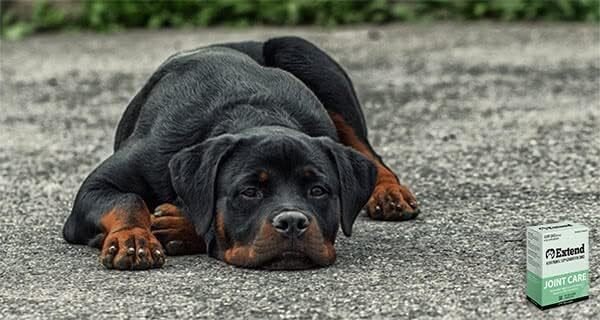 51pCPX80YbL._AC_.jpg Extend Joint Care for Dogs - Support Your Dog's Mobility and Joint Health