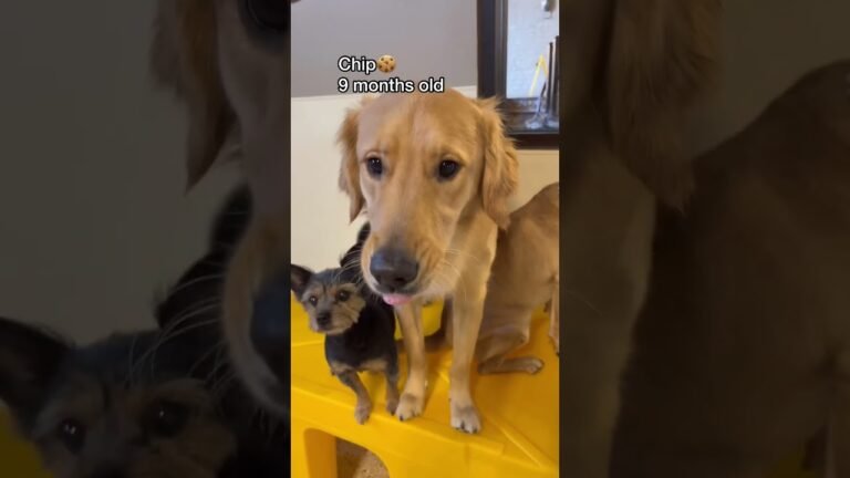 Barky Supplies Expert Tips Let’s see what puppies we have at dog daycare today! #dogdaycare #dogshorts 1690884982 maxresdefault Barky Supplies Expert Tips