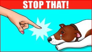 1690921038 maxresdefault Barky Supplies Expert Tips