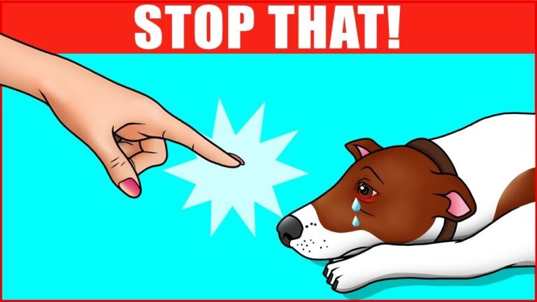 Barky Supplies Expert Tips 16 Ways You Are Hurting Your Dog Without Realizing 1690921038 maxresdefault Barky Supplies Expert Tips