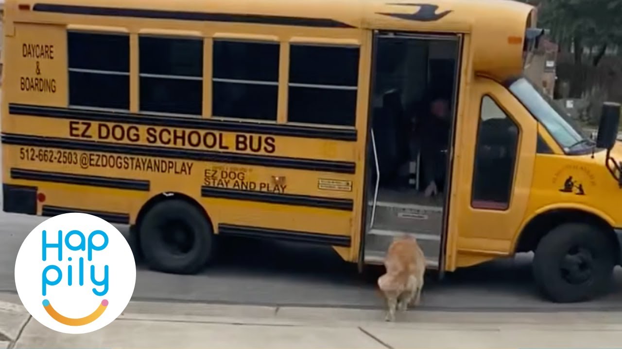 Dogs Love Taking School Bus To Doggy Day Care