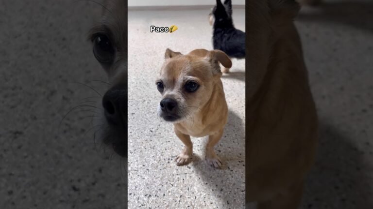 Barky Supplies Expert Tips Let’s see what puppies we have at dog daycare today! #dogdaycare #dog #doglover #dogshorts 1691246586 maxresdefault Barky Supplies Expert Tips