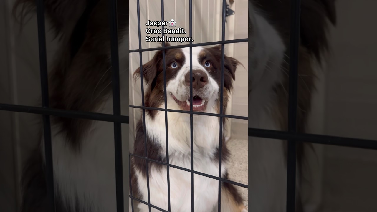 Let’s see what dogs are in doggie jail at dog daycare! #dogdaycare #dogshorts #doglovers