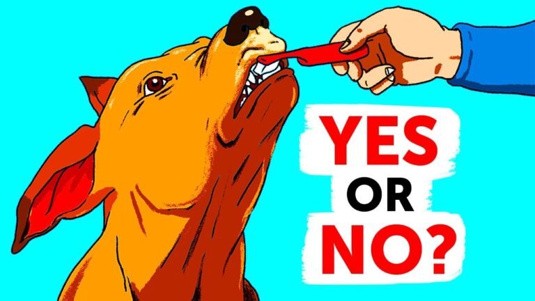 Barky Supplies Expert Tips If You Keep Doing 30 Things to Your Dog, Stop Yourself Now 1691427023 maxresdefault Barky Supplies Expert Tips