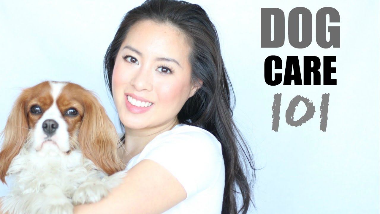 Dog Care 101: Must-Have Accessories | Grooming, Oral Health, Claws & Ears | Herky the Cavalier