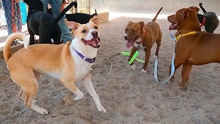 Barky Supplies Expert Tips Dog TV Daycare for Thursdays 1691752243 maxresdefault Barky Supplies Expert Tips