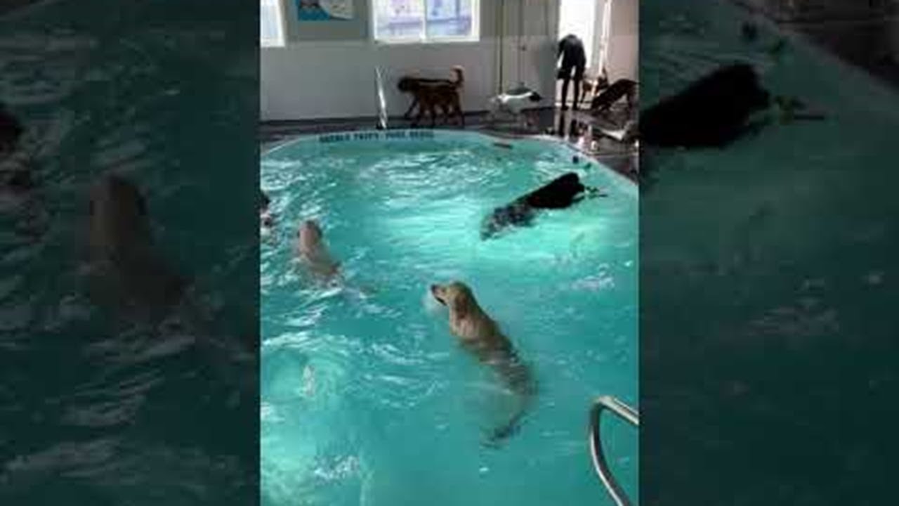 Pool Time at Doggy Daycare || ViralHog