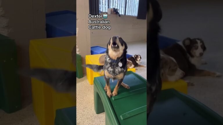 Barky Supplies Expert Tips Let’s see what dog breeds we have at dog daycare today! #doglovers #dogshorts #dogdaycare 1692294272 maxresdefault Barky Supplies Expert Tips