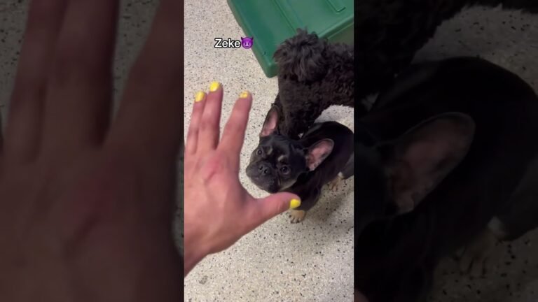 Barky Supplies Expert Tips Let’s see who the craziest dogs are at dog daycare! #dogshorts #dogdaycare #puppy 1692474724 maxresdefault Barky Supplies Expert Tips